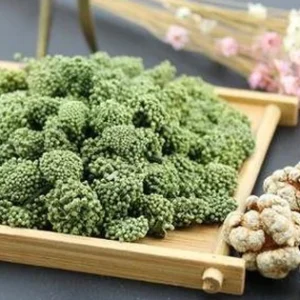 Nụ Và Củ Tam Thất