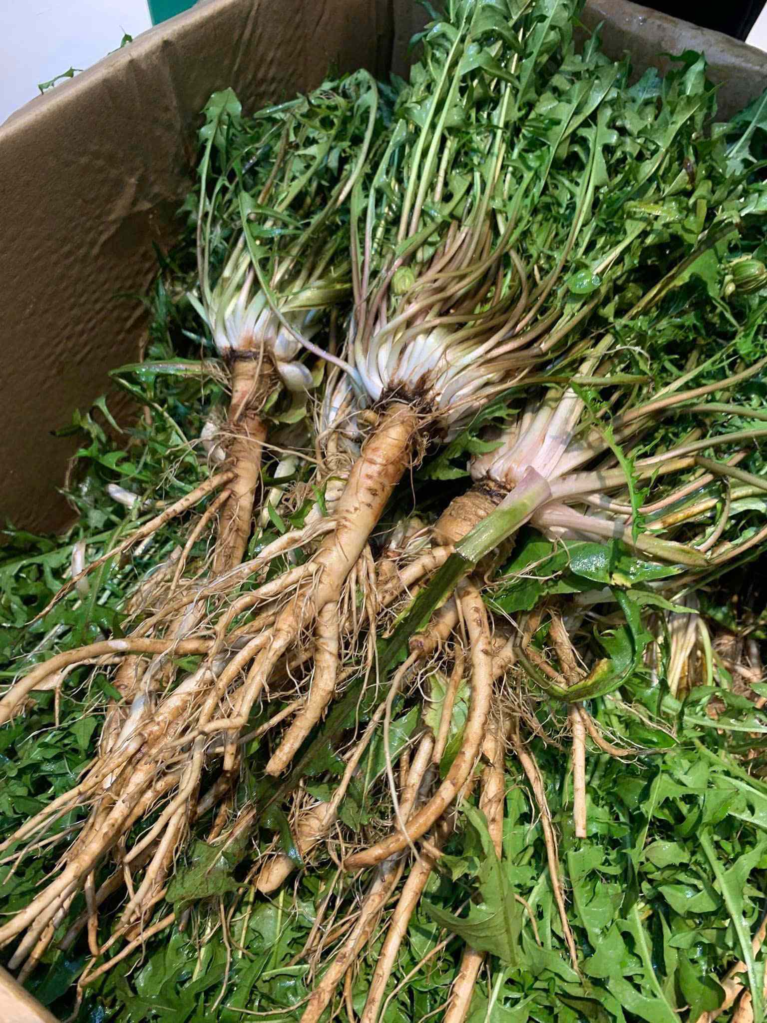 Bồ công anh tươi nguyên rễ