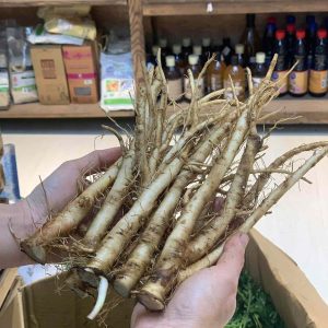 Rễ Tươi Bồ Công Anh