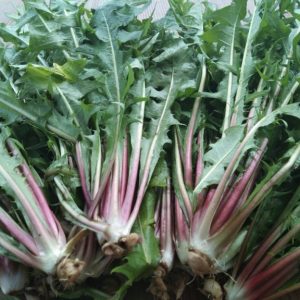 Bồ Công Anh Sấy Nguyên Cây